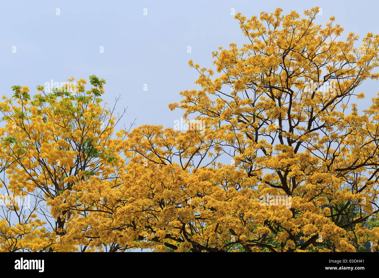 Branches Guayacan Latin America Panama Panama Republic sky trees yellow Stock Photo