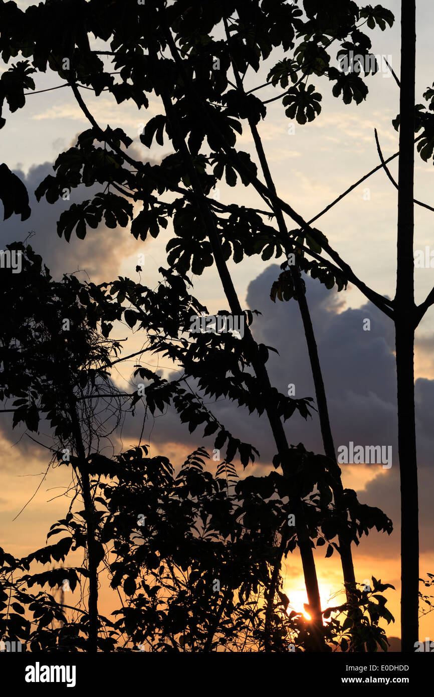 Branches PTY Panama City clouds sun sunset tree Stock Photo