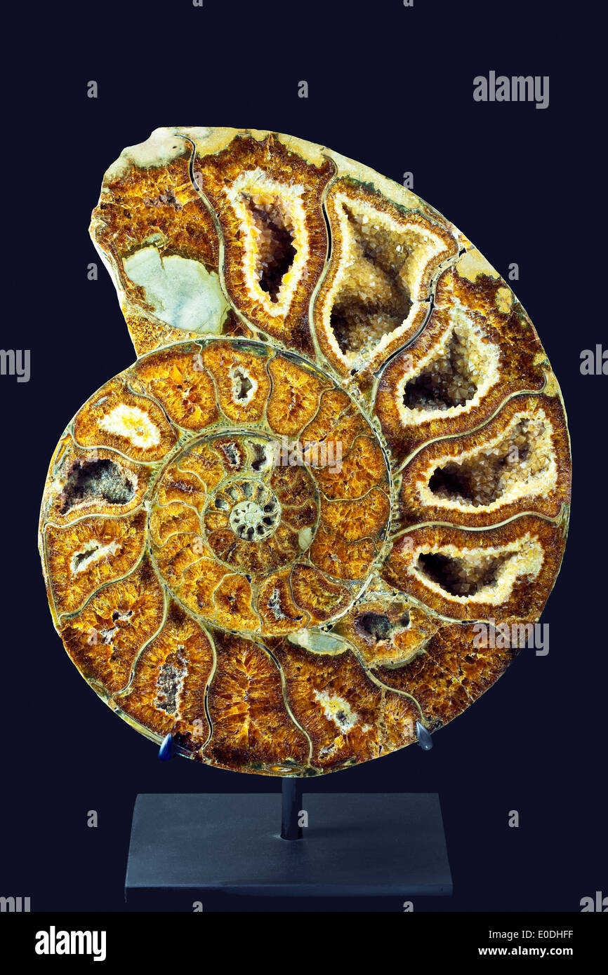 Giant Ammonite sliced Stock Photo