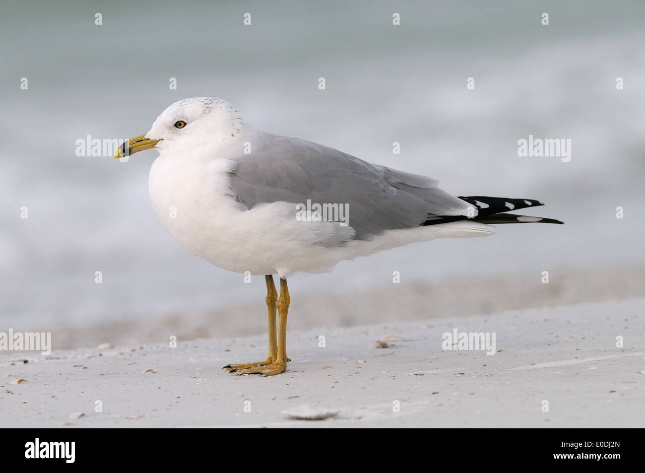 Ring-billed Gull at the beach of Fort de Soto, Florida, USA. The water in the background is that of the Gulf of Mexico Stock Photo