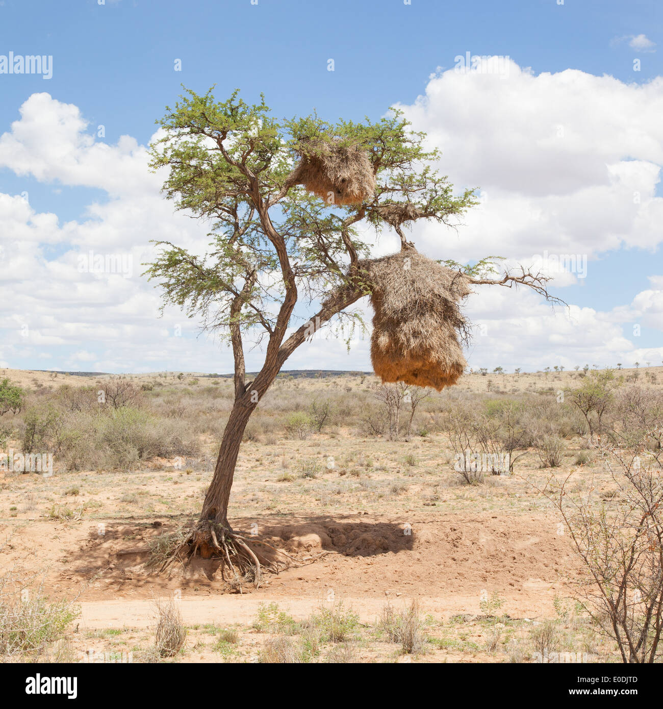 Weaver bird nest in the Namib desert, Namibia, Africa Stock Photo Alamy