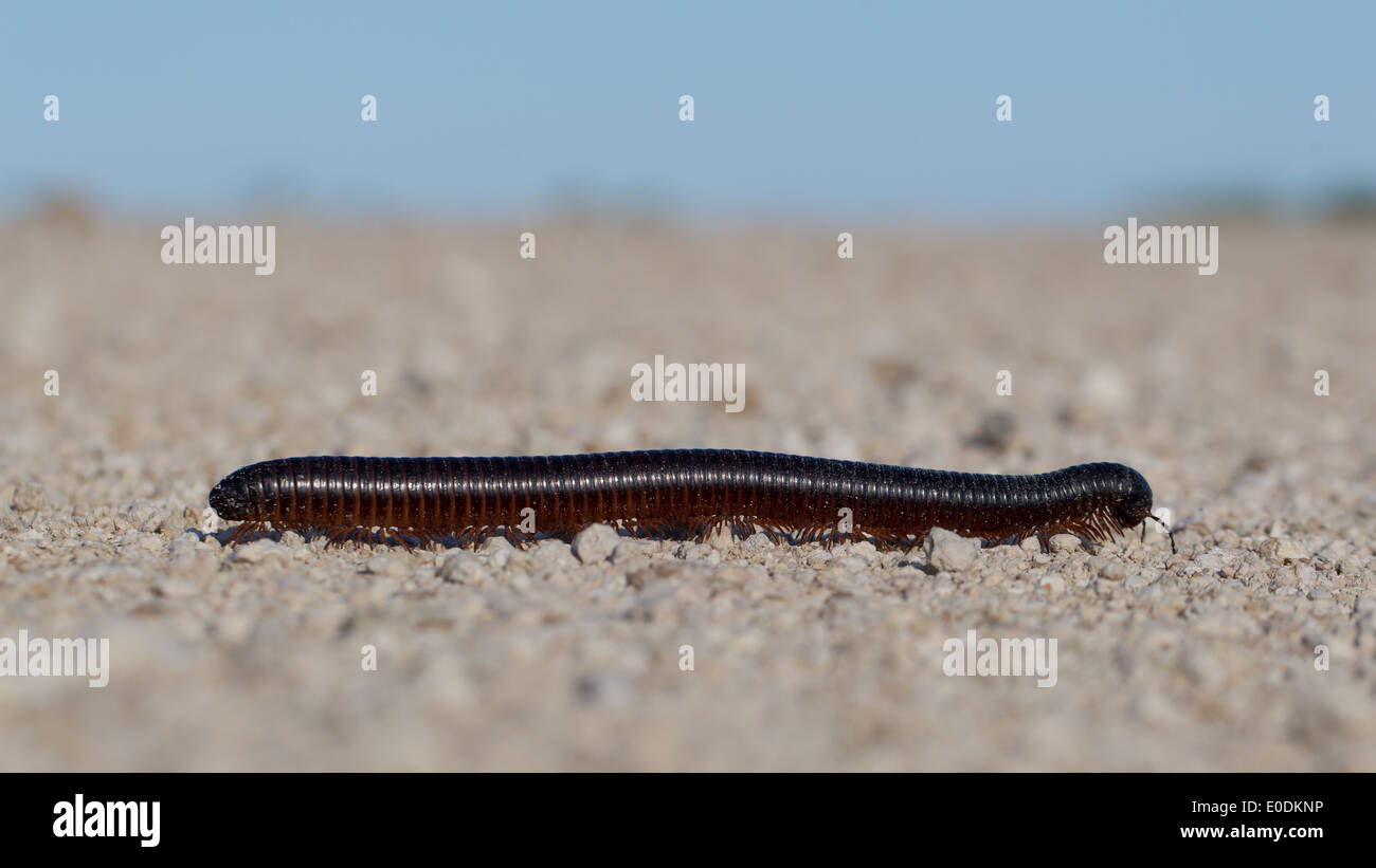Large millipede crawls across a path in Namibia, Africa Stock Photo