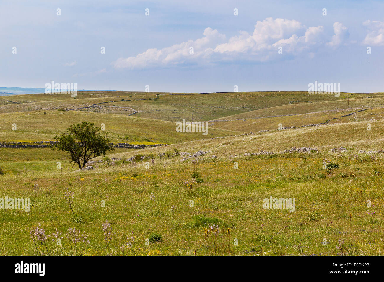 Single Tree Farm Wide landscape view single tree hi-res stock photography and images - Alamy
