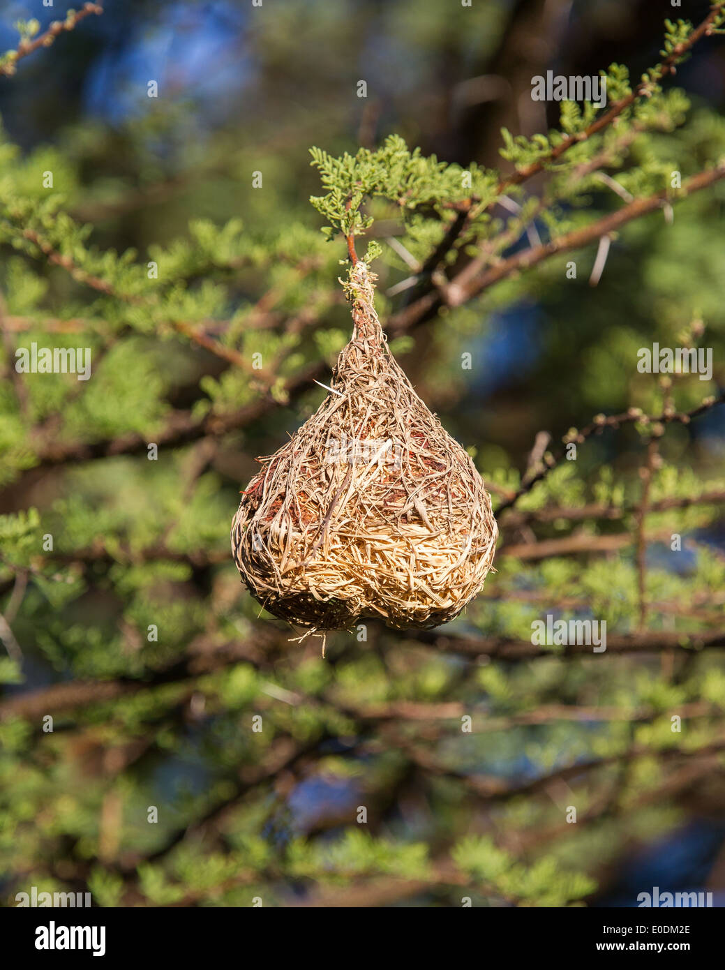 Nest of a yellow masked weaver, Namibia Stock Photo