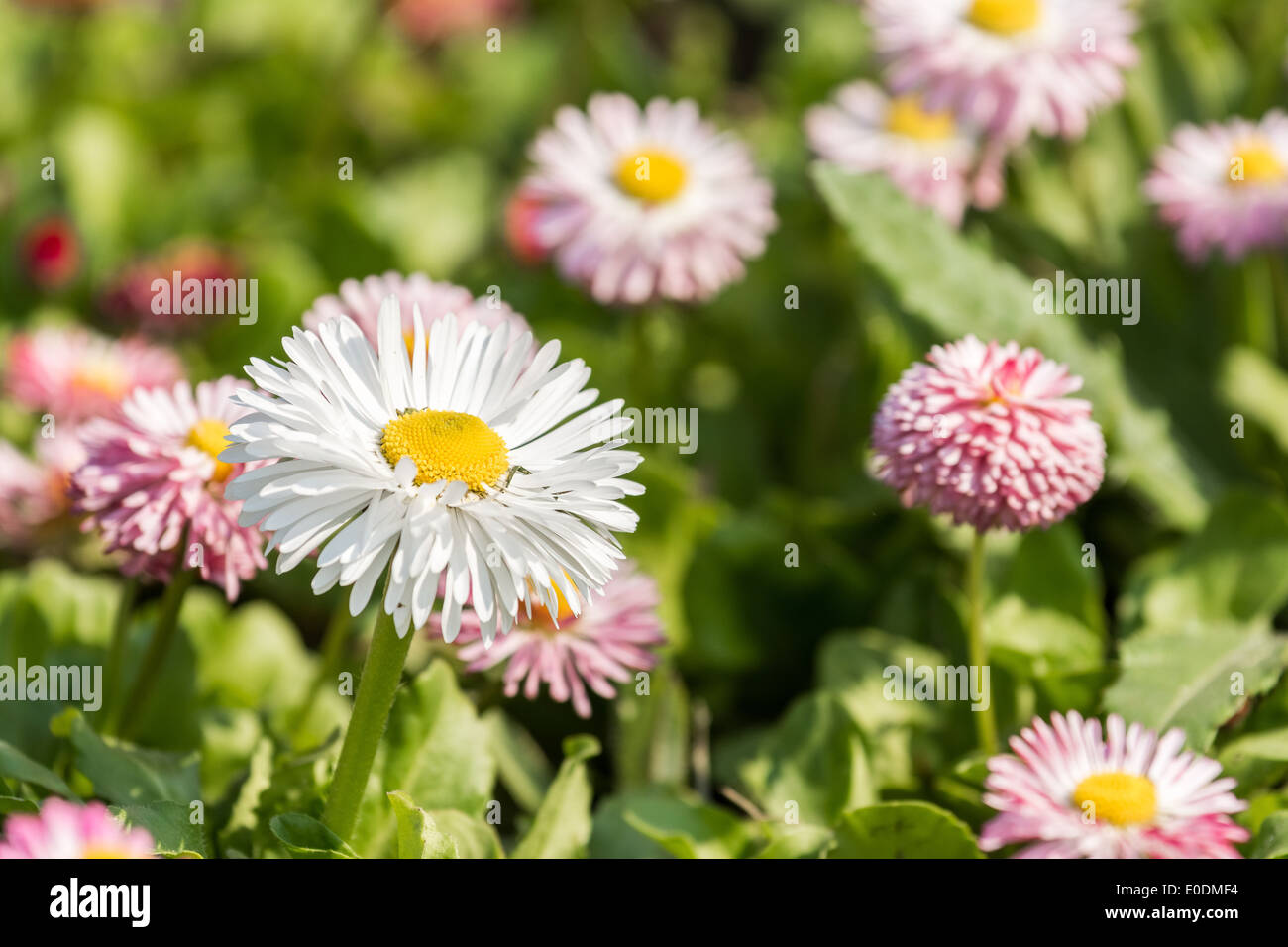 White Daisy In Pink Daisy Flowers Field Stock Photo