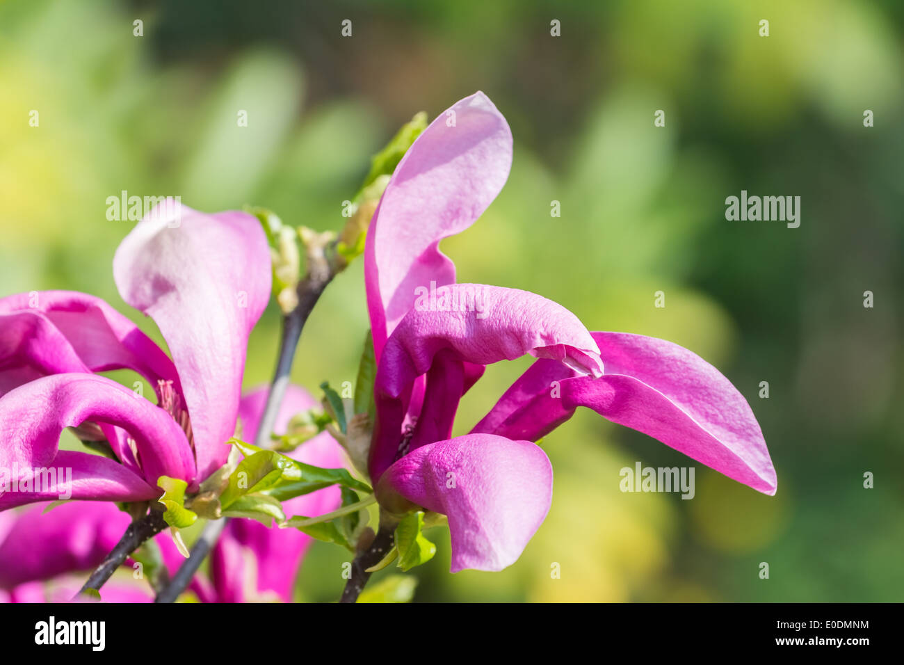 Bloom magnolia tree close hi-res stock photography and images - Alamy