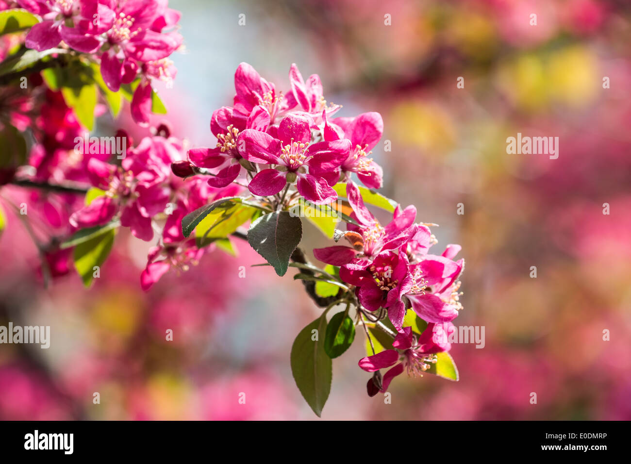 Cherry blossom tree flowers close hi-res stock photography and images ...