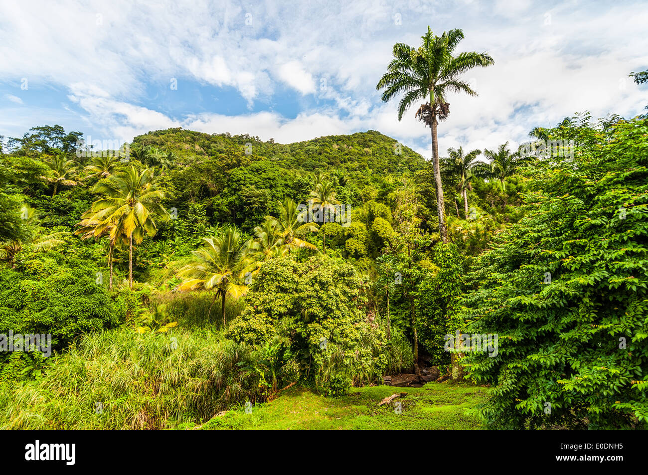 Rainforest and volcanic mountains on Caribbean island of Dominica. Stock Photo