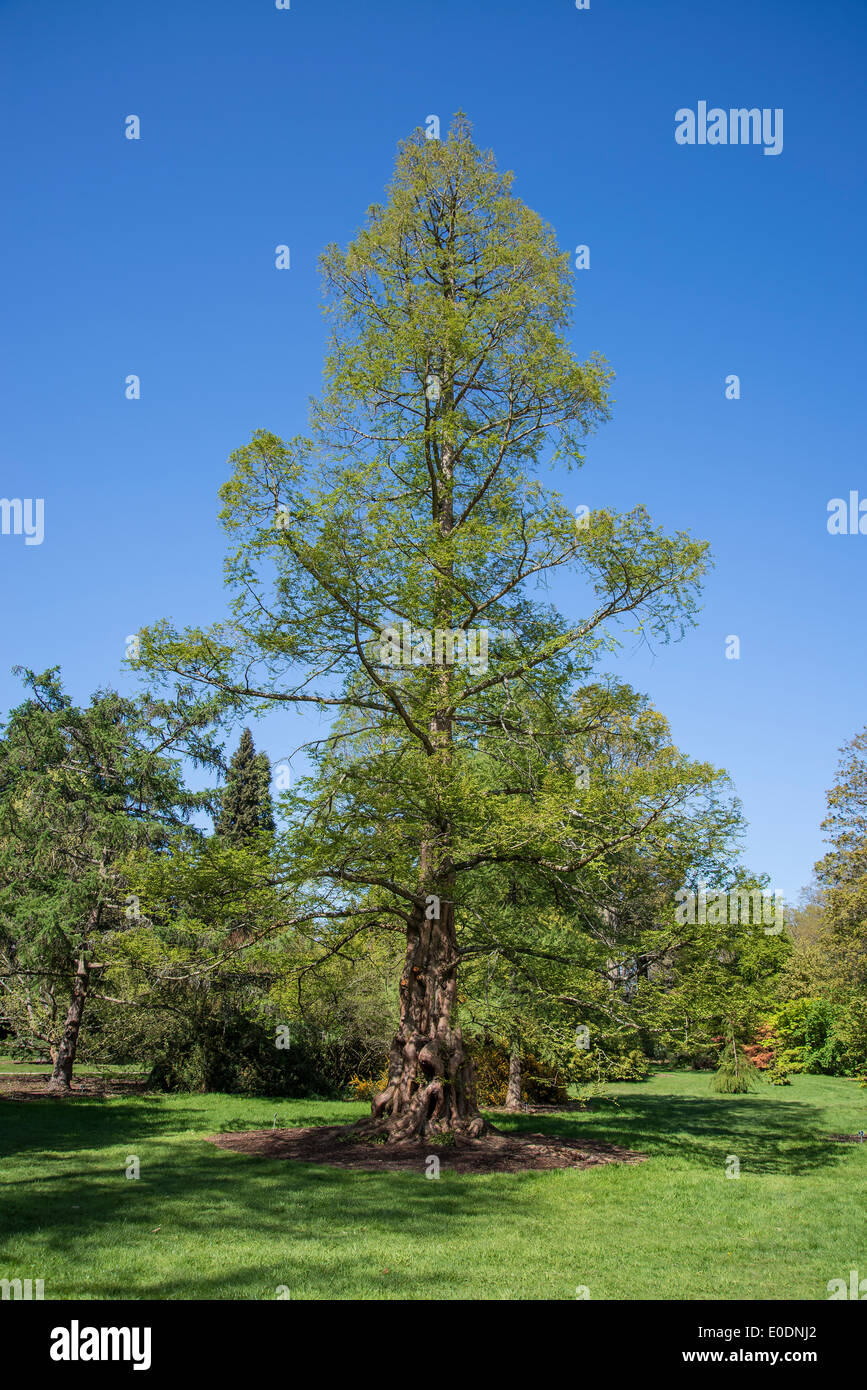 Metasequoia glyptostroboides, the dawn redwood tree, endangered coniferous tree, native to China, Wisley garden, Surrey, UK Stock Photo