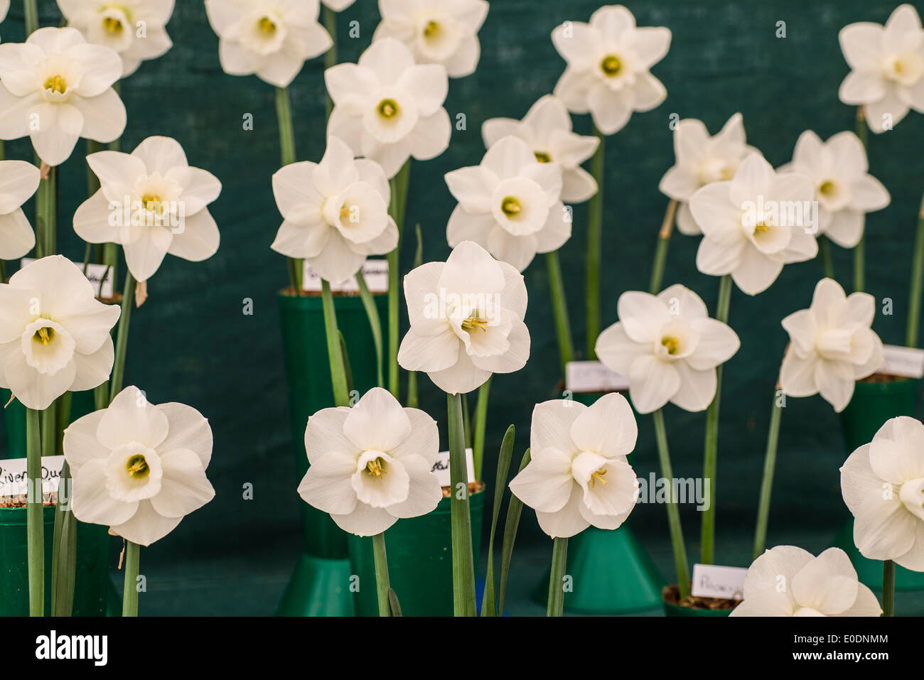 Display of various white, pale cream daffodils Stock Photo