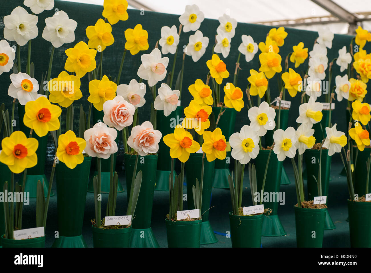 Display of various daffodils Stock Photo Alamy