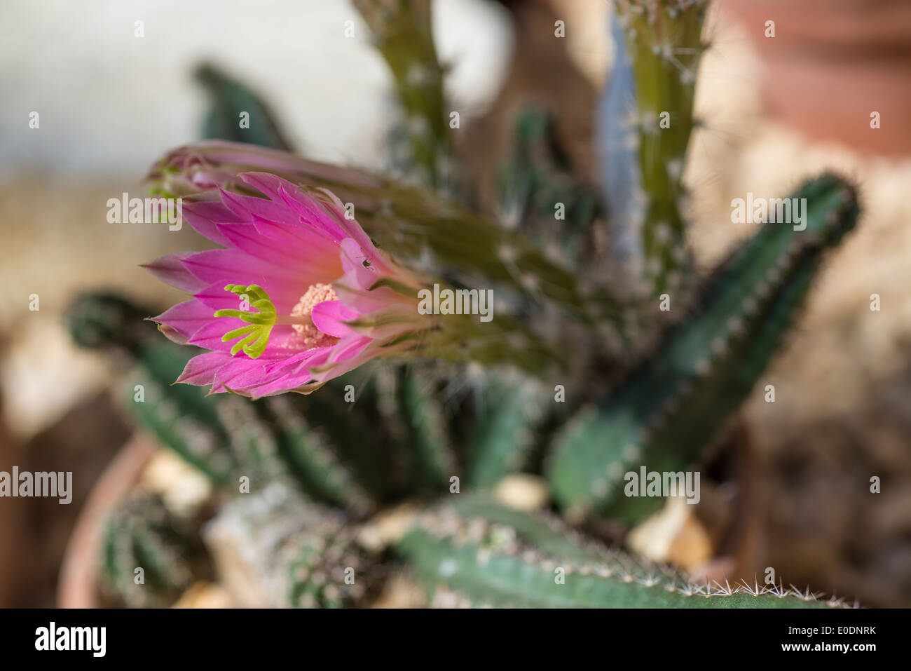 Echinocereus scheeri gentryi hi-res stock photography and images - Alamy