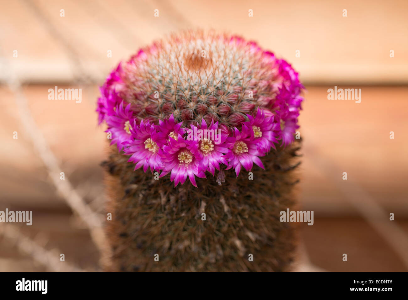 Cactus Mammillaria spinosissima f. rubens Stock Photo