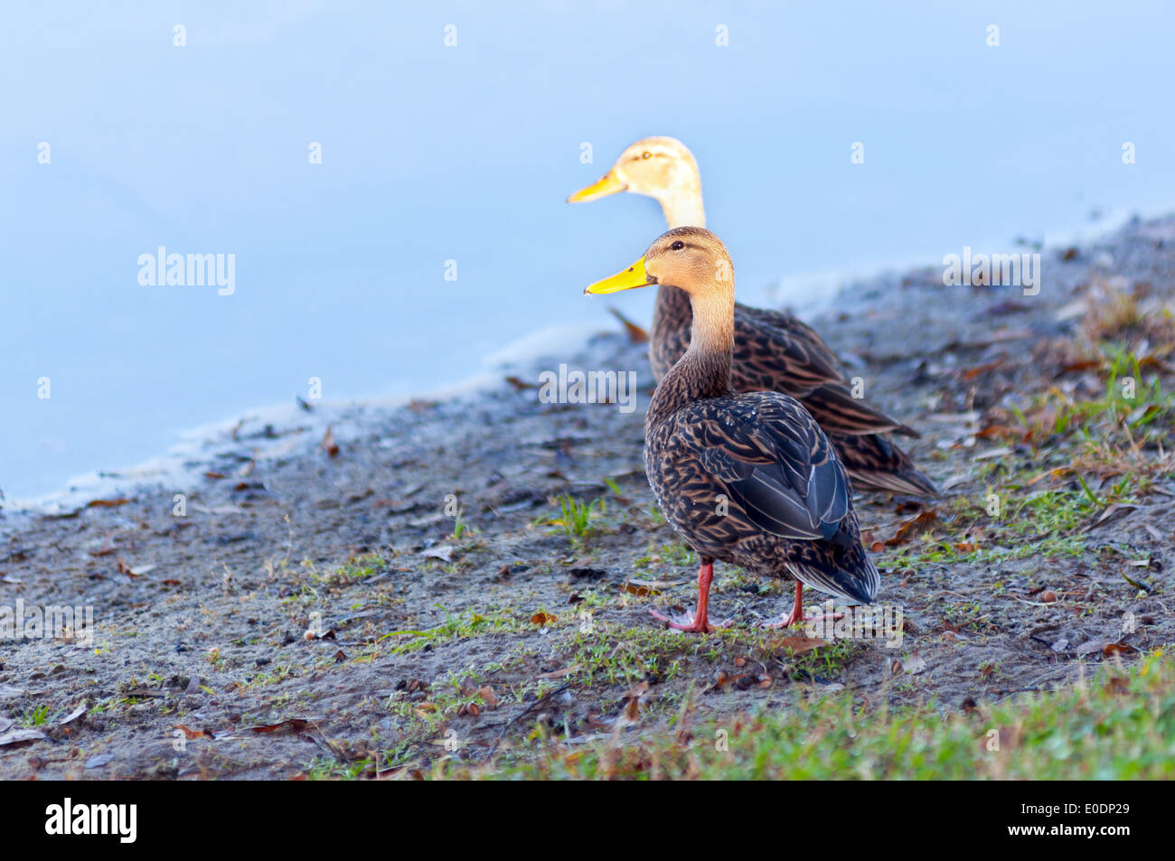 Duck with yellow beak Stock Photo Alamy