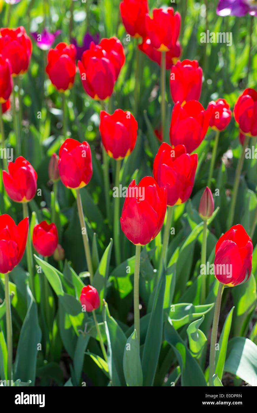 Tulip, Tulipa 'Wisley' Stock Photo
