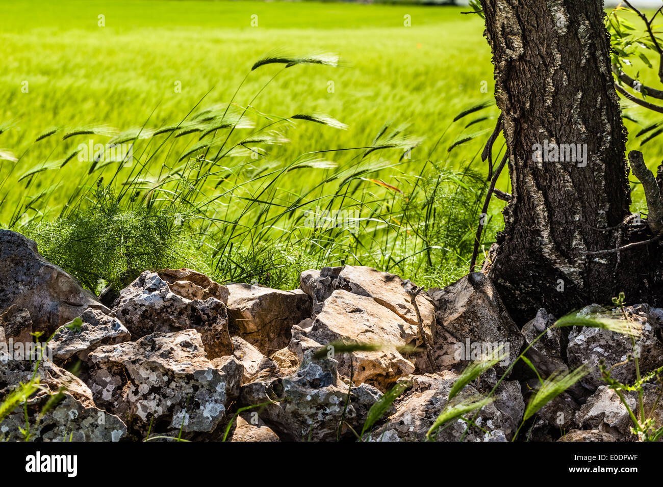 Rural Rocks a beautiful rural landscape with some rocks. South of Italy, Apulia ...