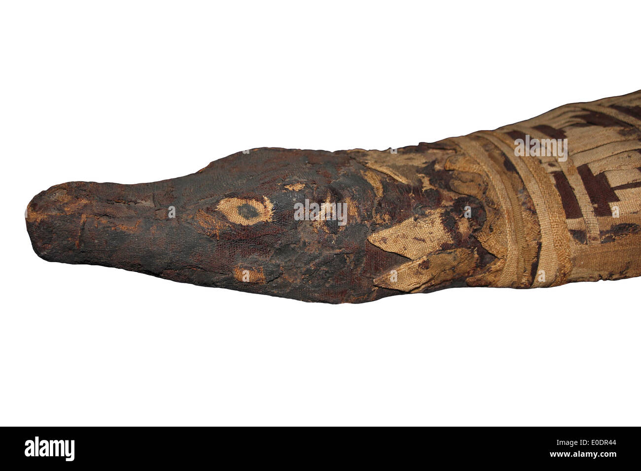 Egyptian Mummy Of A Crocodile Given As An Offering To the God Sobek Roman Period 30BC- AD 395 Stock Photo