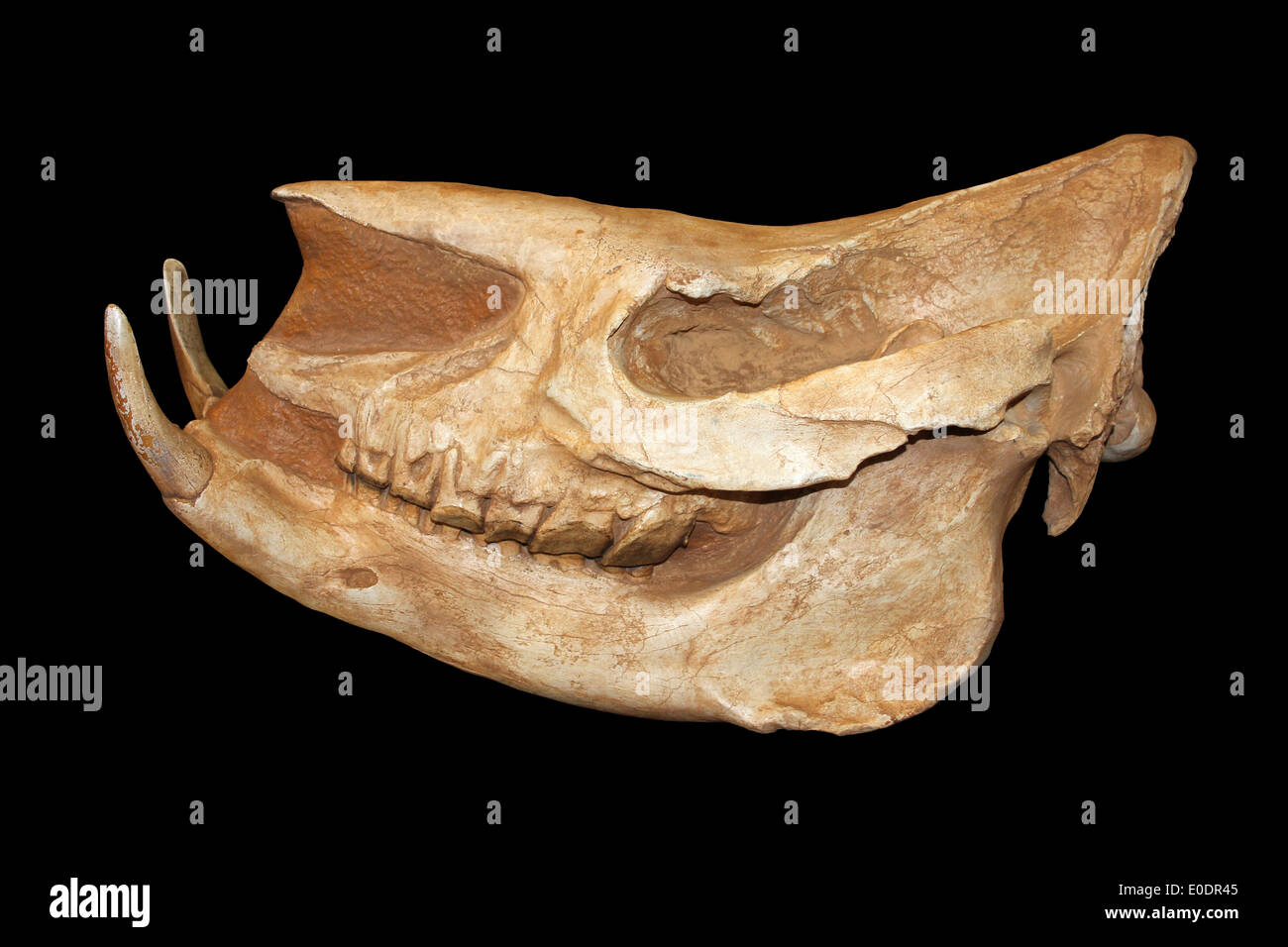 Fossil Rhinoceros Skull Chilotherium sp. Europe  And Asia Stock Photo