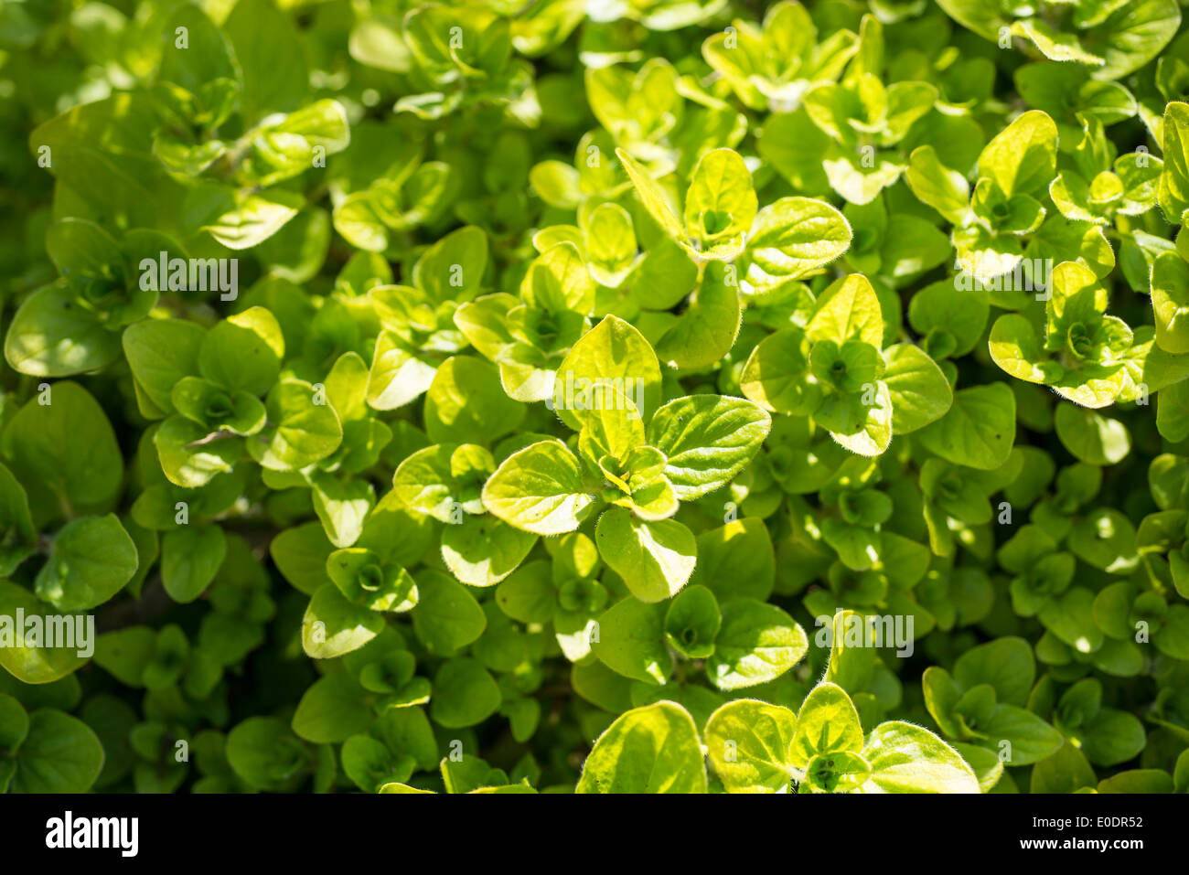 Golden Marjoram herb Stock Photo Alamy