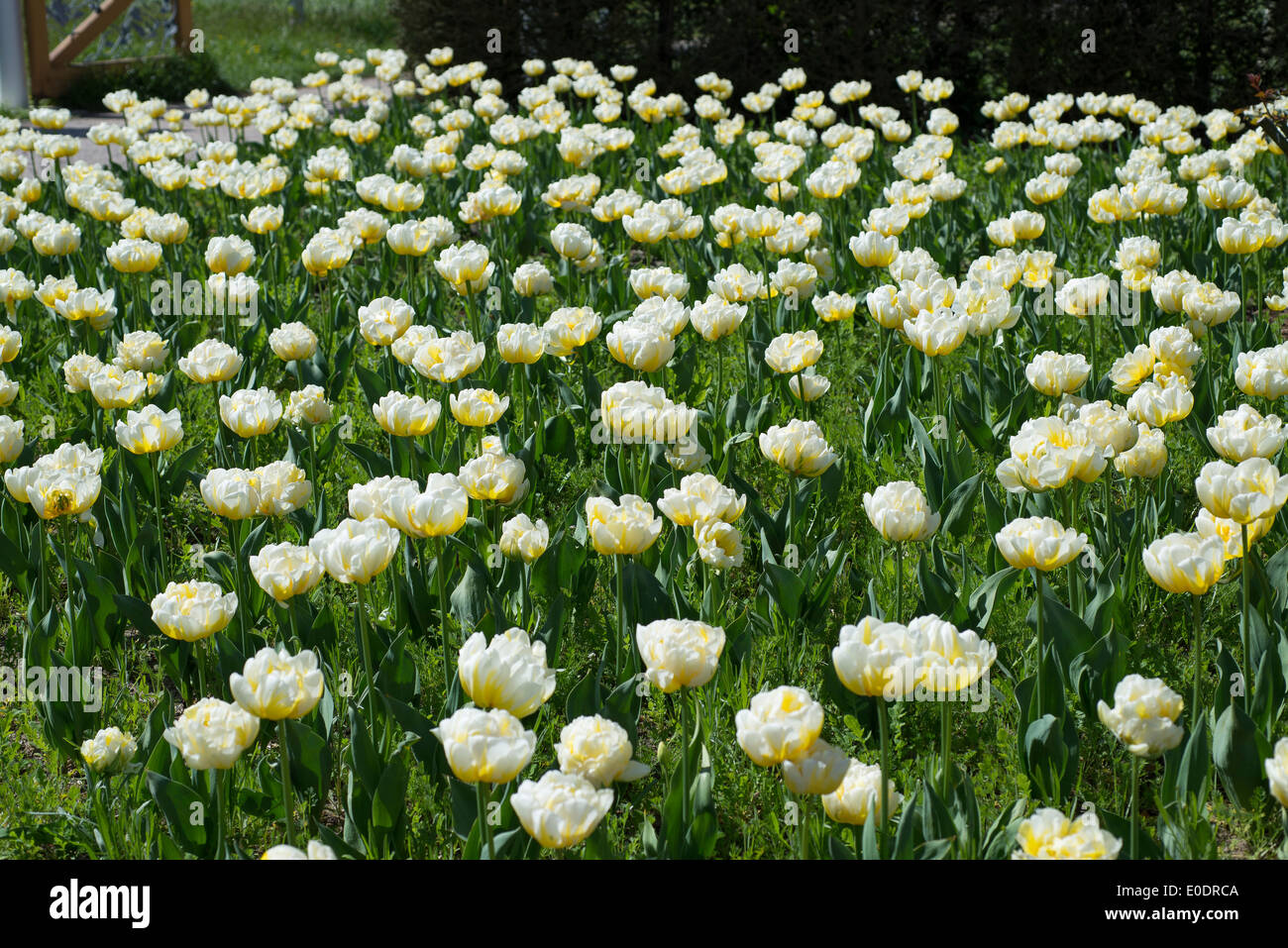Tulip Tulipa 'Flaming Evita' Stock Photo Alamy
