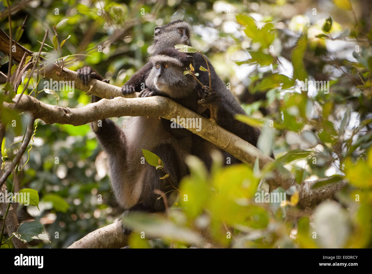 A mother Blue Monkey and her young hide in the treetops of the Kakamega Forest Reserve in Western Kenya. Stock Photo