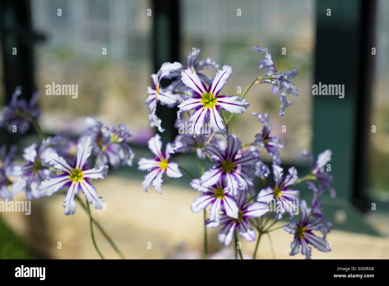 Leucocoryne vittata, Andean Glory or the Sun Lily Stock Photo