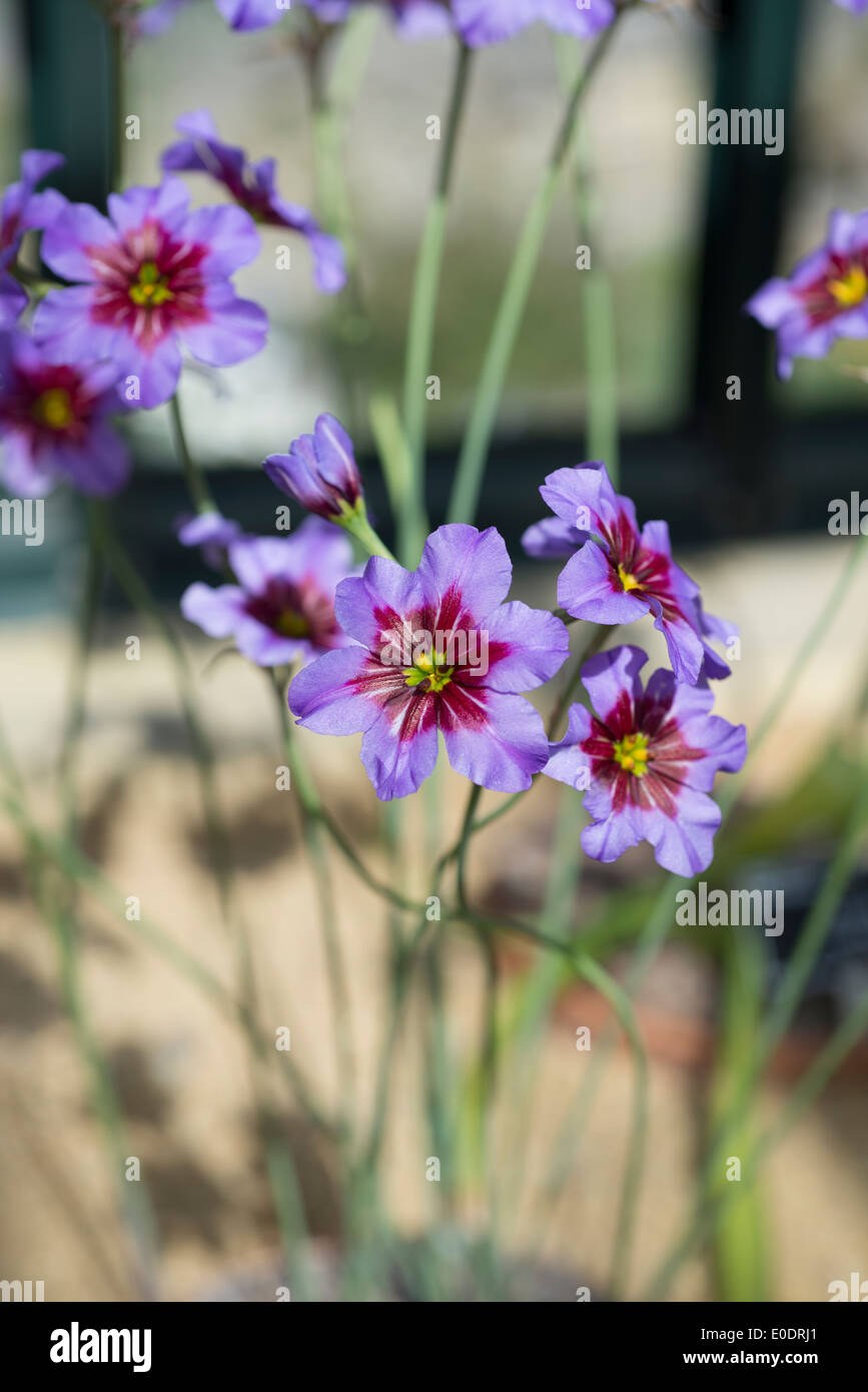 Leucocoryne 'Andes', Andean Glory or the Sun Lily Stock Photo