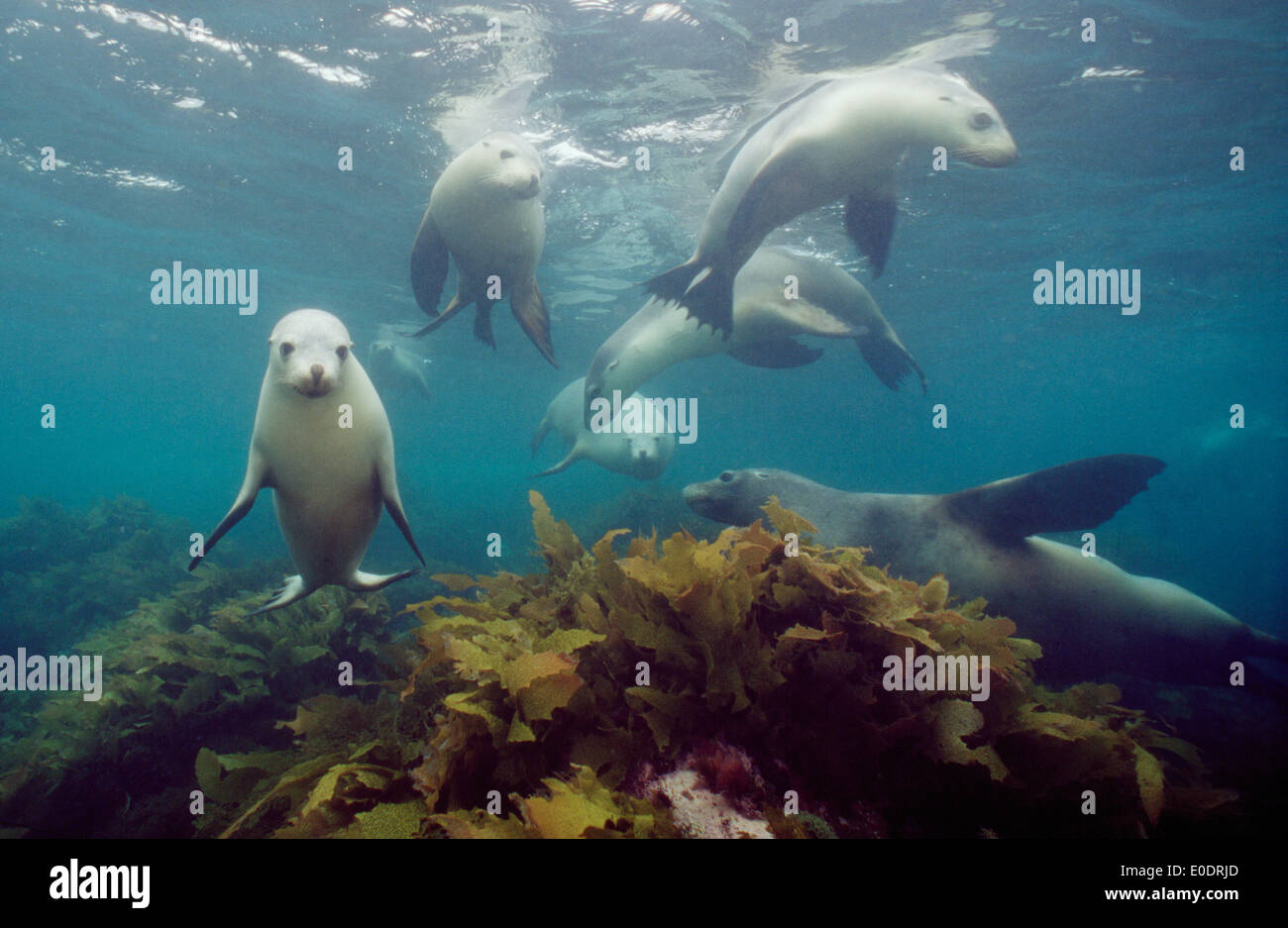 Sea Lions (Neophoca cinerea) at Kangaroo Island (Australia) also known