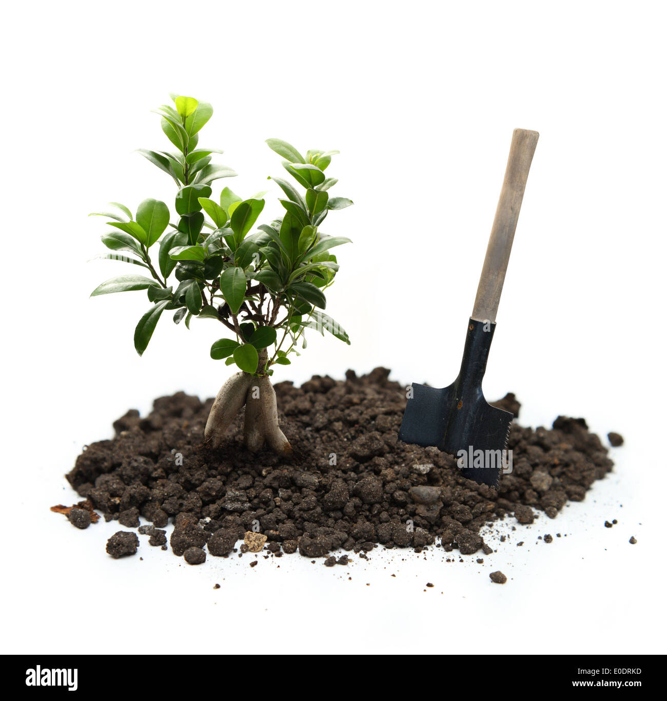 Ficus ginseng with soil and shovel Stock Photo