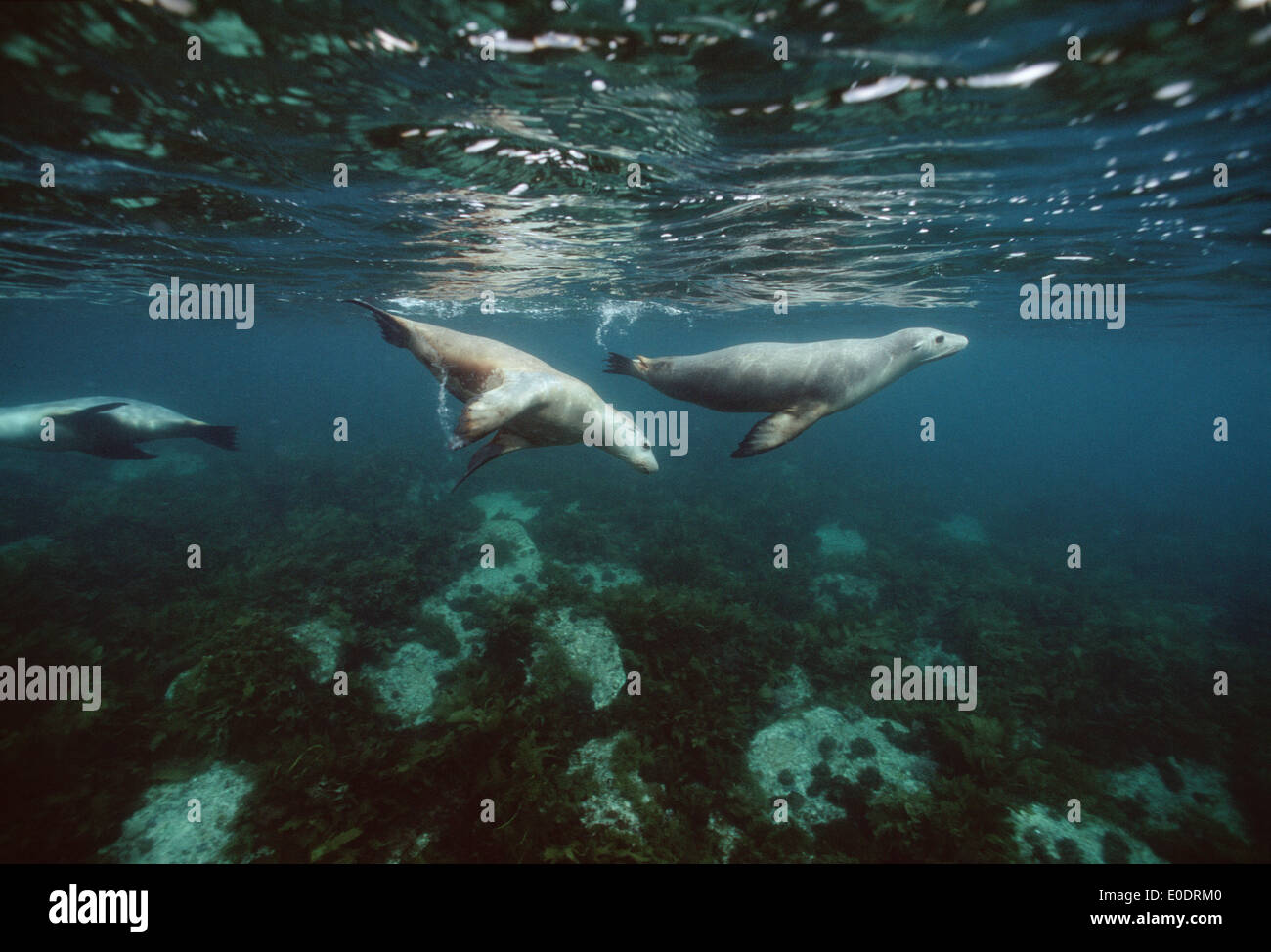 Sea Lions (Neophoca cinerea) at Kangaroo Island (Australia) also known