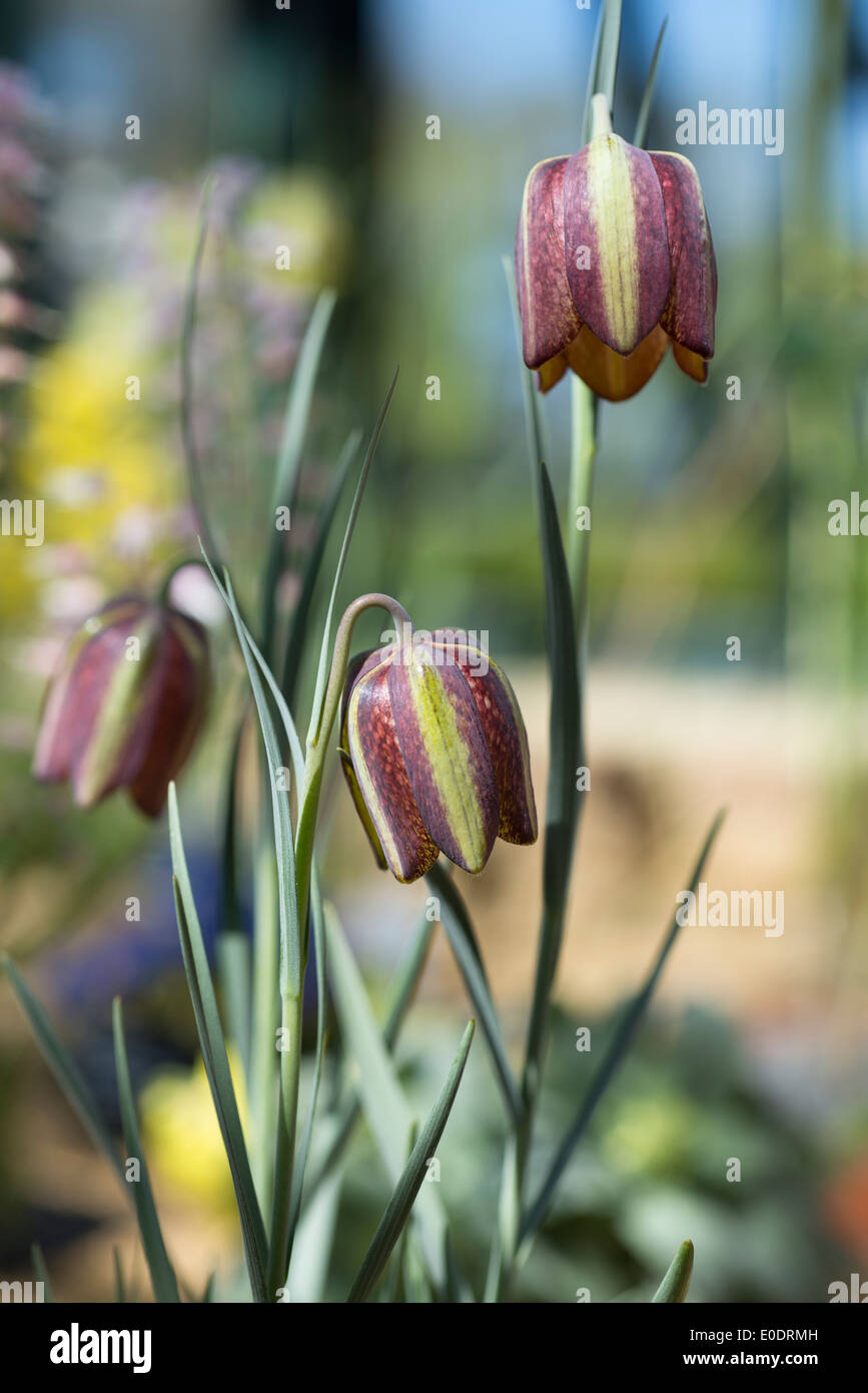 Fritillary, Fritillaria aff. crassifolia Stock Photo