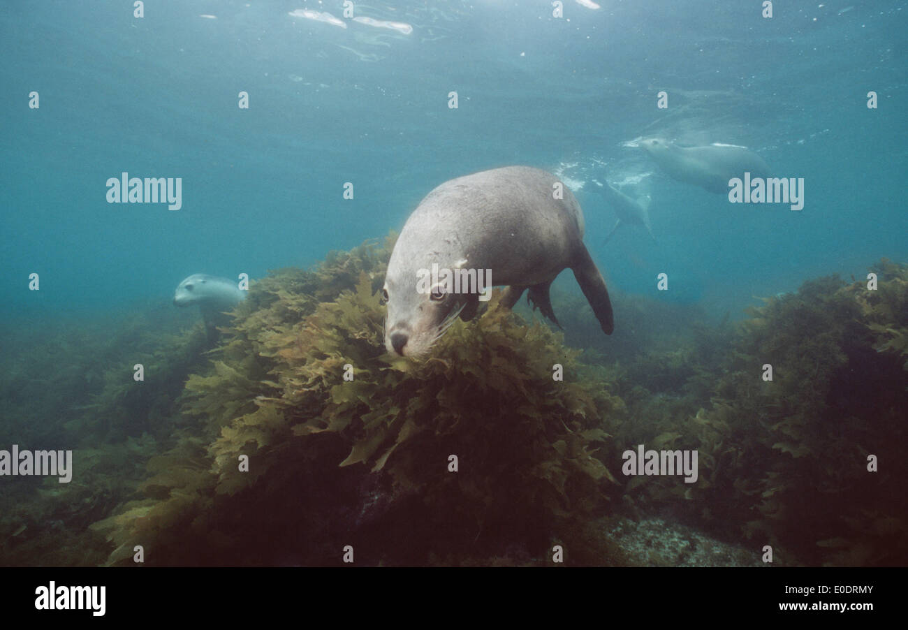 Sea Lions (Neophoca cinerea) at Kangaroo Island (Australia) also known
