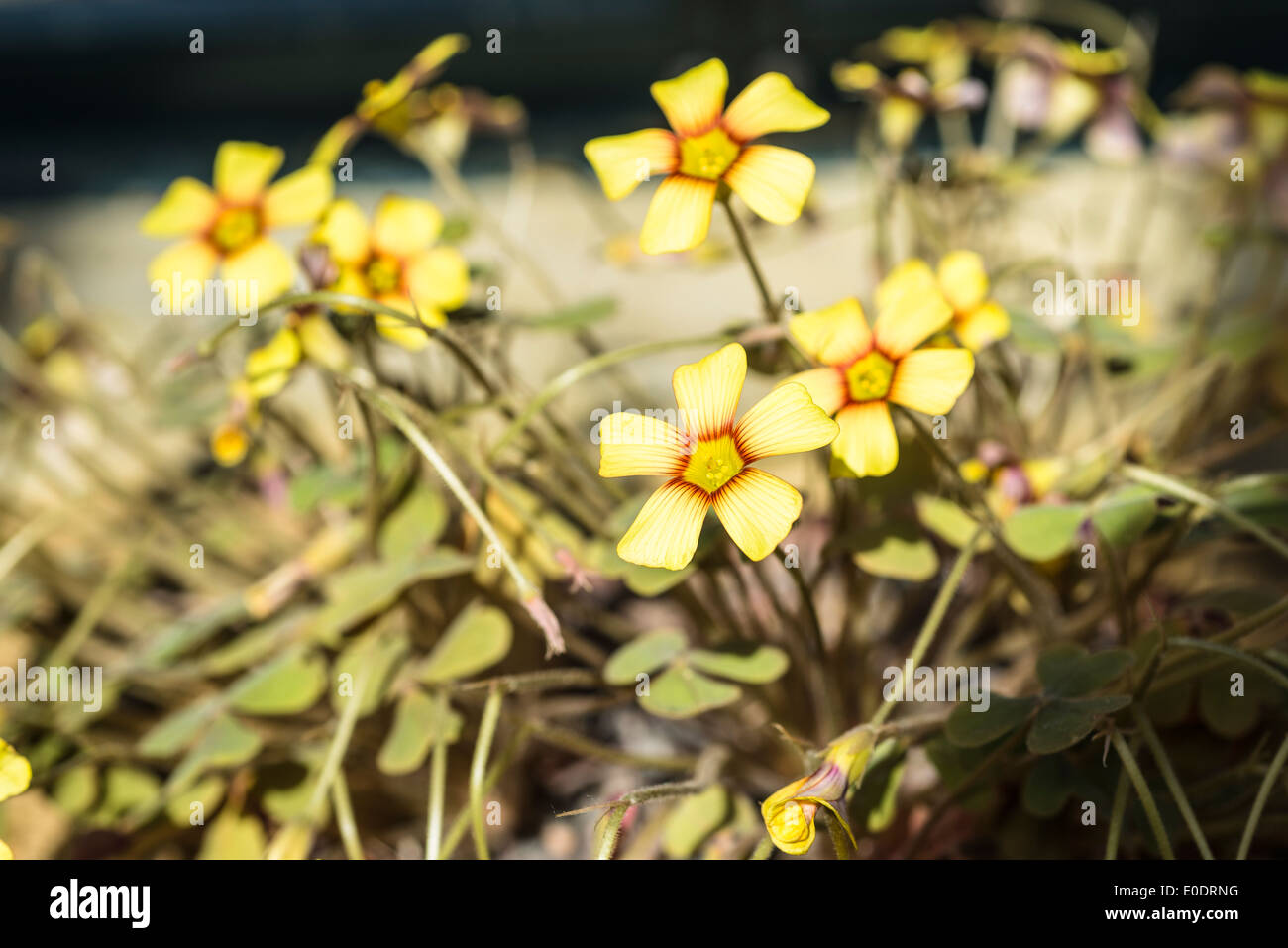 Oxalis obtusa yellow & red flowered Stock Photo