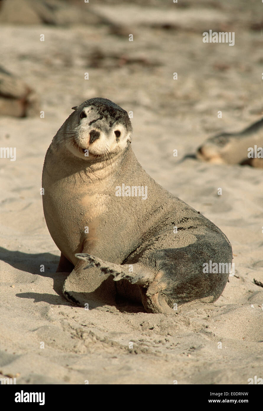 Sea Lions (Neophoca cinerea) at Kangaroo Island (Australia) also known