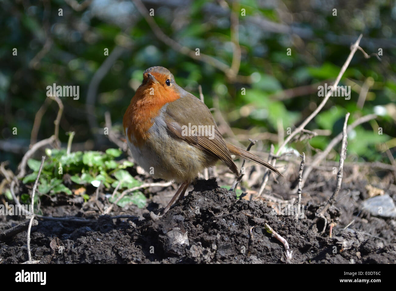 Robin on the ground Stock Photo Alamy