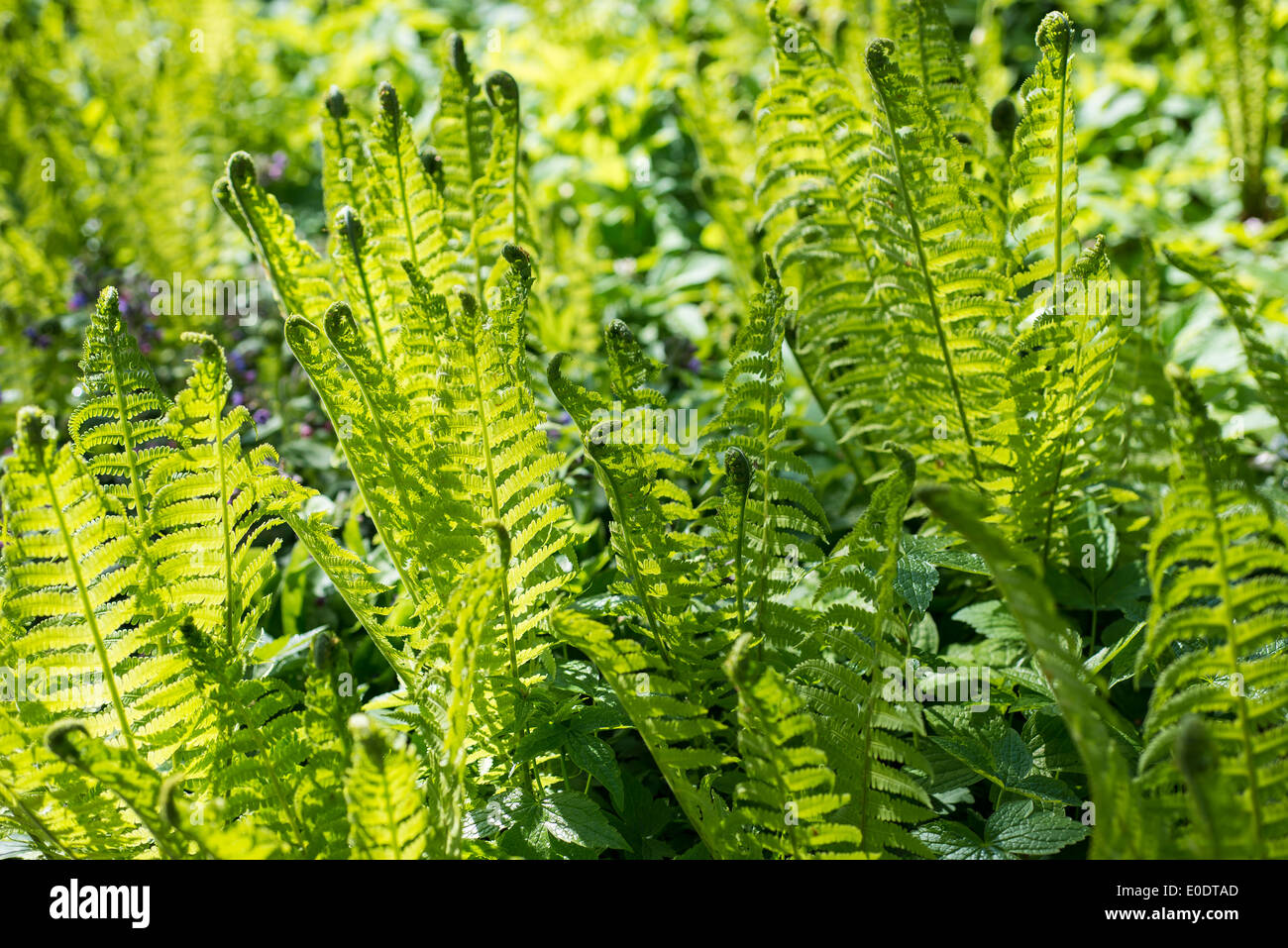 Fern close up spring uk hi-res stock photography and images - Alamy