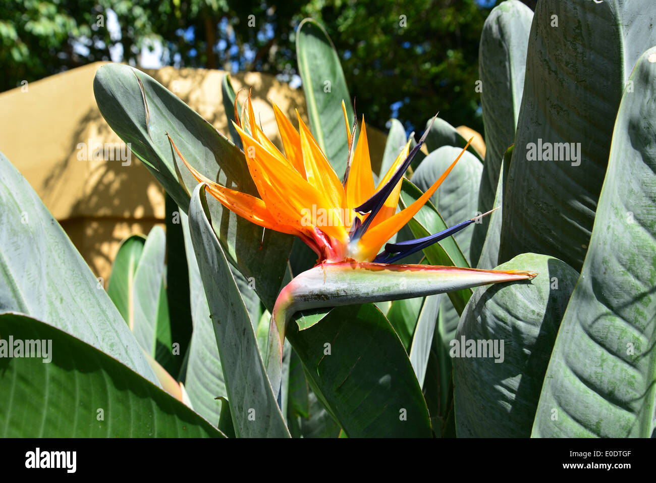bananenpalme zimmerpflanze Musa Dwarf Cavendish Bananenpflanze XL  vielgrn