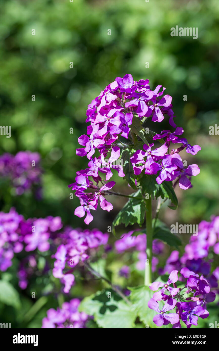 Lunaria annua, honesty or annual honesty in flower Stock Photo