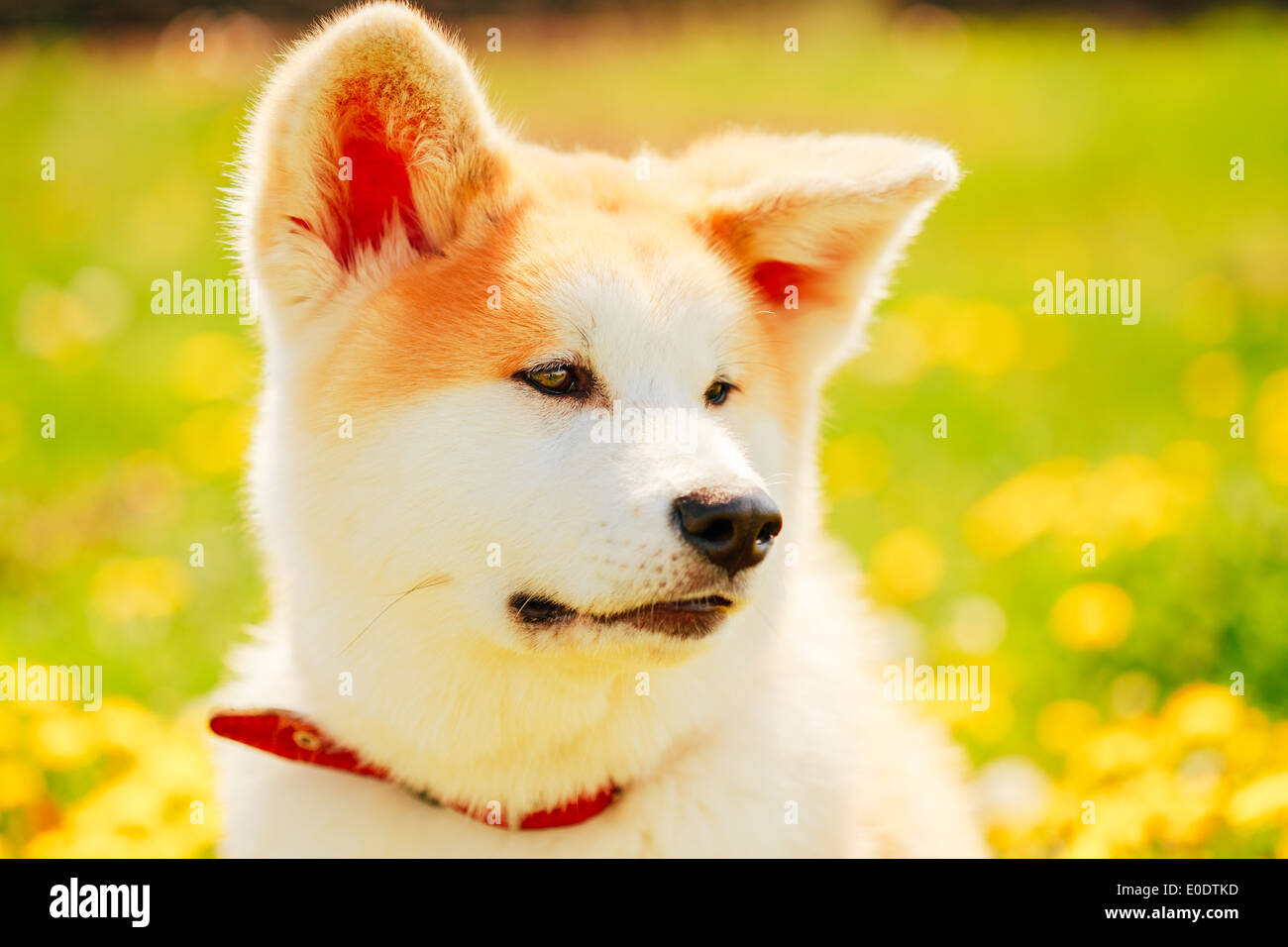 Akita Dog (Akita Inu, Japanese Akita) Puppy Sitting In Green Grass