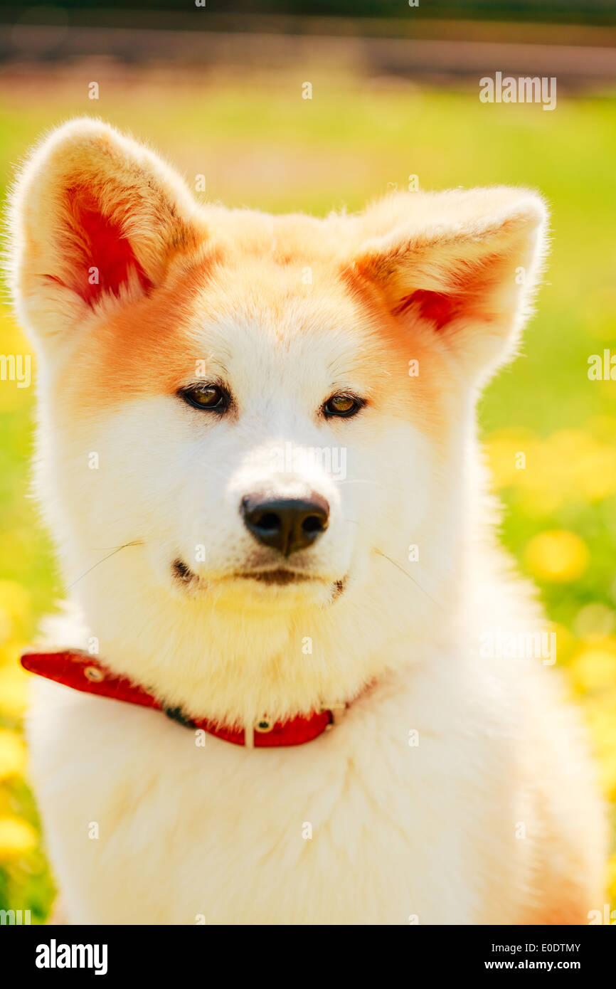 Akita Dog (Akita Inu, Japanese Akita) Puppy Sitting In Green Grass Outdoor Stock Photo