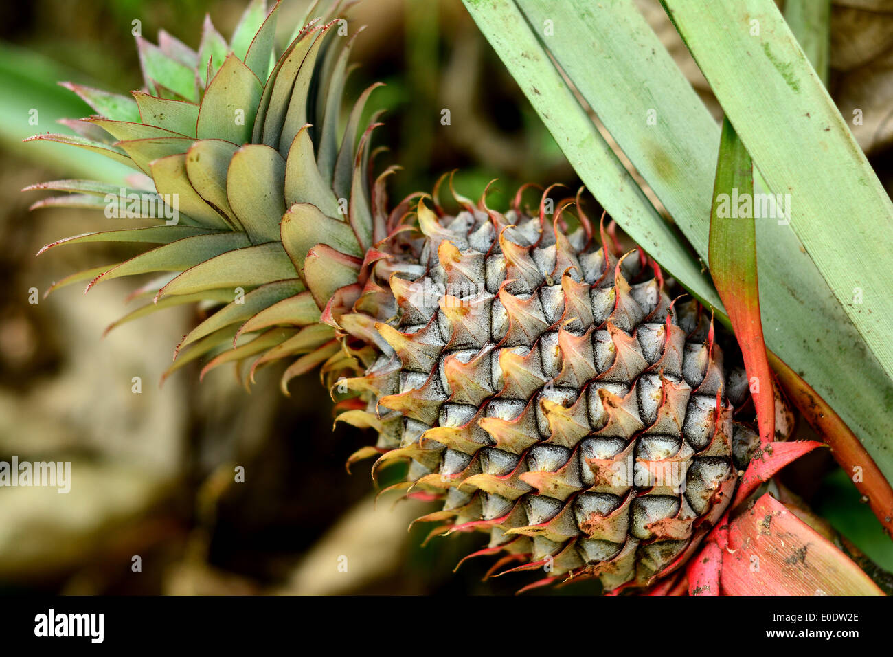 Unripe pineapple hires stock photography and images Alamy