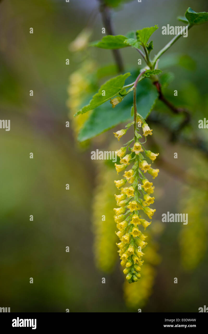 Ribes magellanica Stock Photo