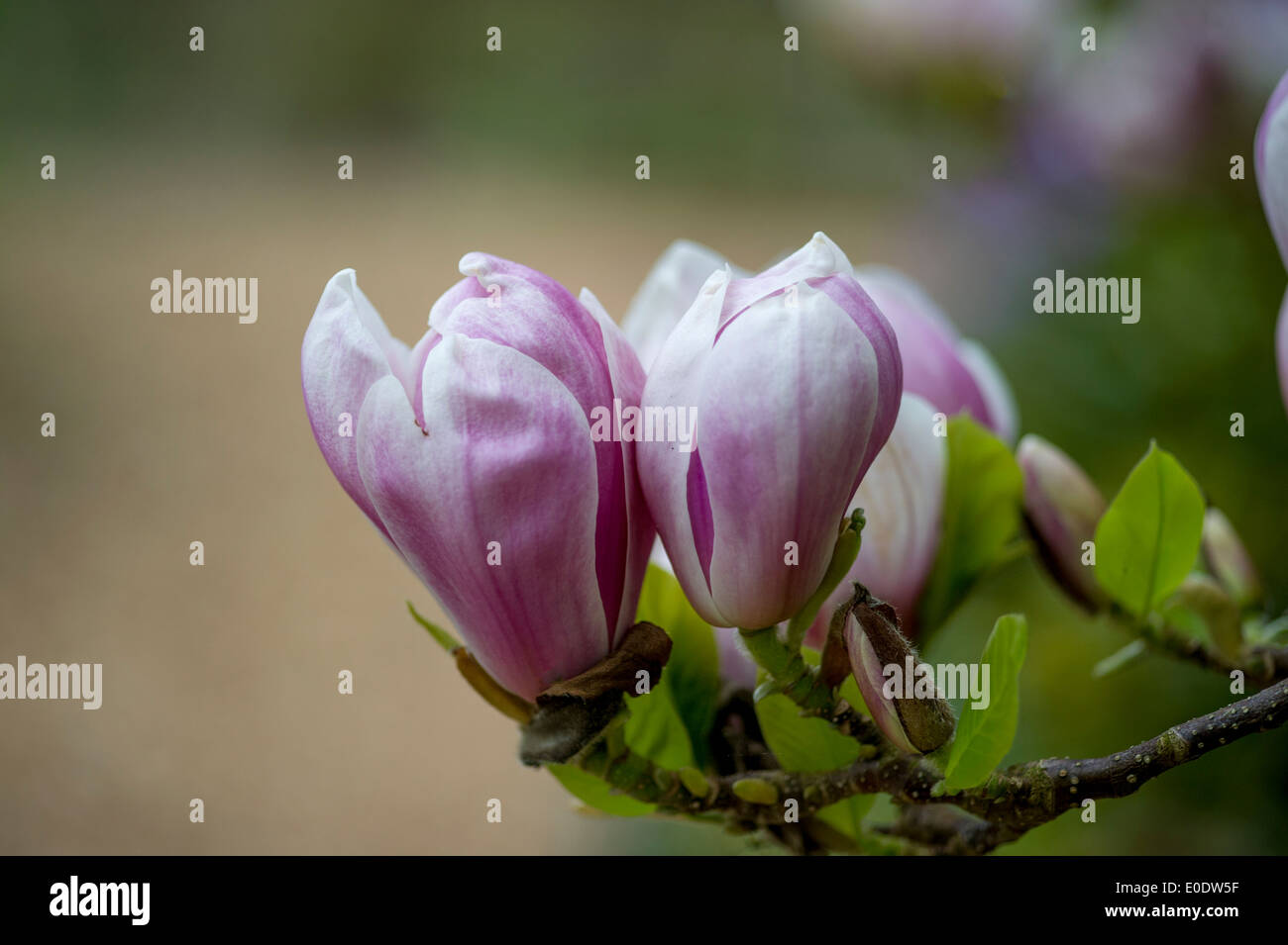 Magnolia soulangeana alba Stock Photo - Alamy