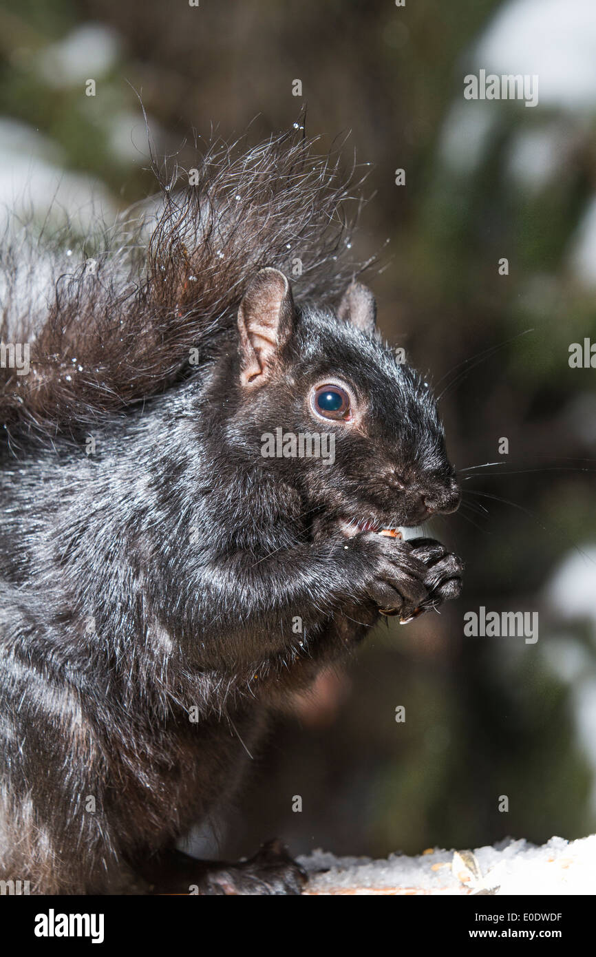 Black Squirrel (Sciurus carolinensis), Bushy tailed, Black Squirrel, close up in natural habitat
