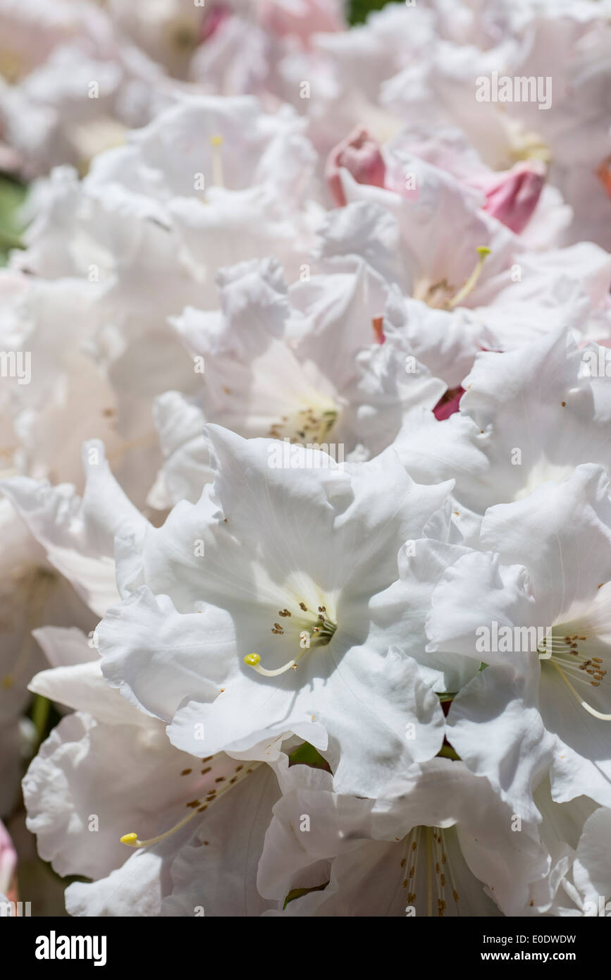 Rhododendron 'Loderi pink diamond' Stock Photo