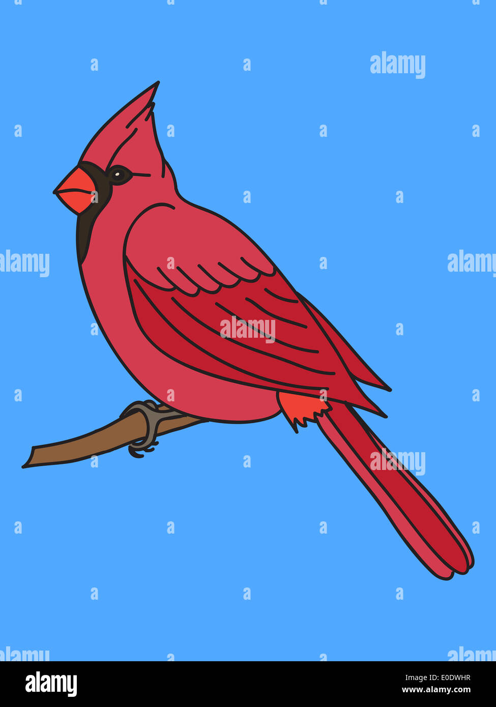 Northern cardinal bird illustration Stock Photo