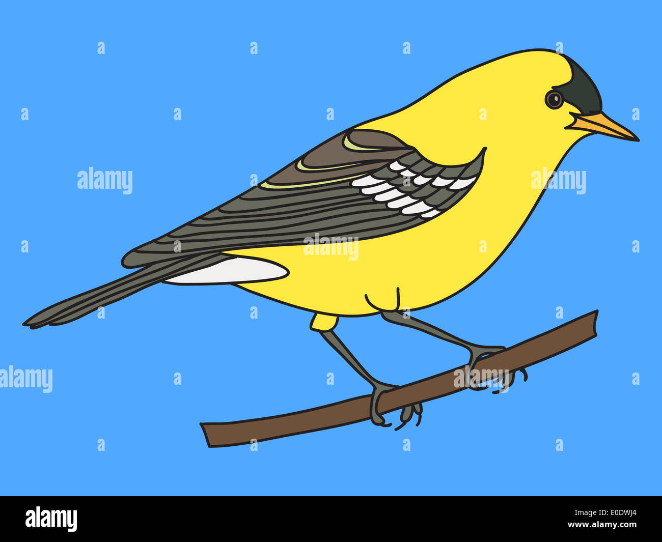 Willow Goldfinch bird illustration Stock Photo