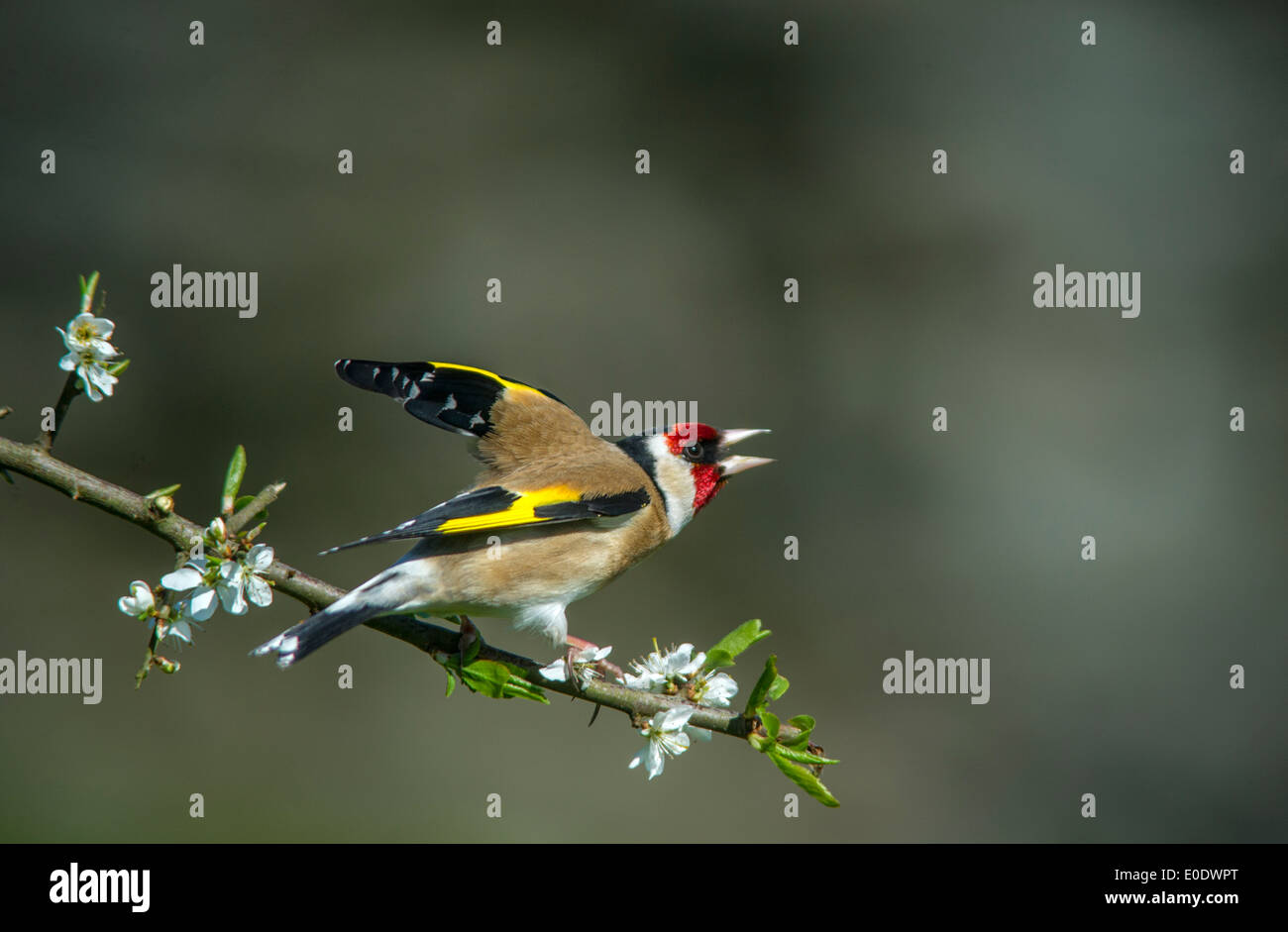 Goldfinch,Carduelis carduelis showing aggression Stock Photo