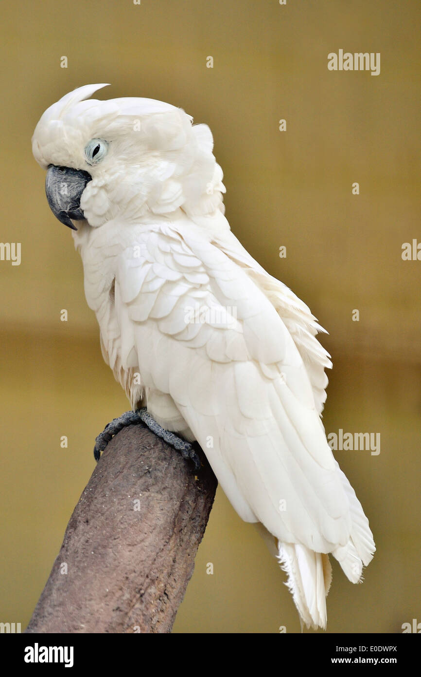 White Umbrella Cockatoo Stock Photo