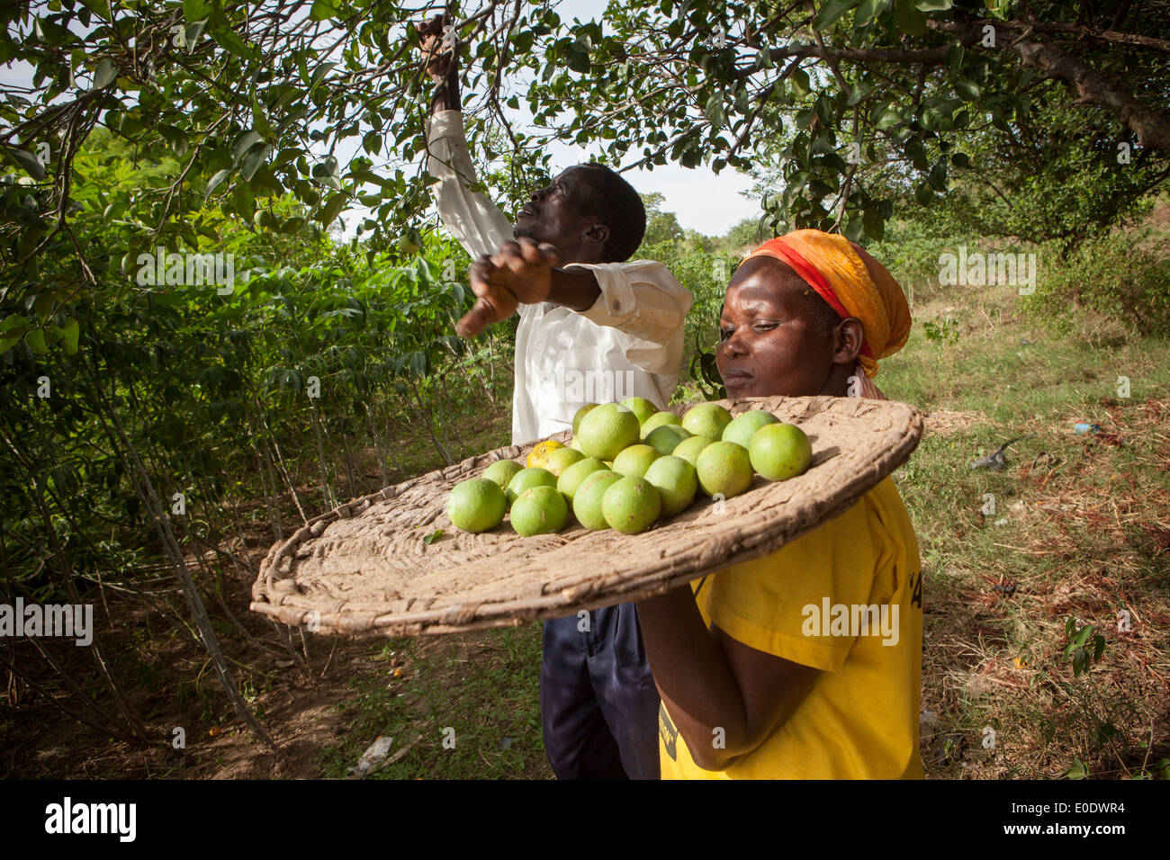 Farmers pick oranges in Amuria, Uganda, East Africa. Stock Photo